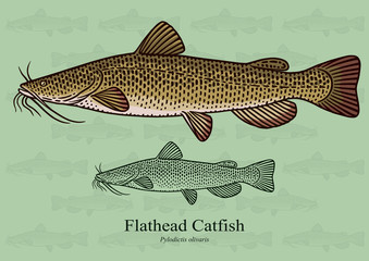 Flathead Catfish. Vector illustration with refined details and optimized stroke that allows the image to be used in small sizes (in packaging design, decoration, educational graphics, etc.)