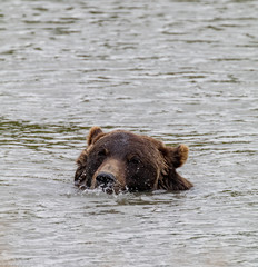 Obraz na płótnie Canvas Grizzly Bear in Water