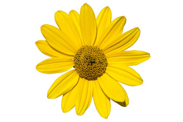 Heliopsis scabra 'Light of Loddon' yellow flower isolated on white