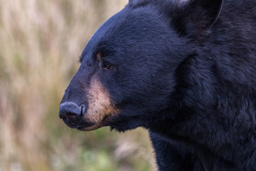 Black Bear Close Up
