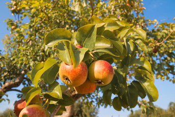 Beautiful pears on pear tree in autumn garden in sunny day