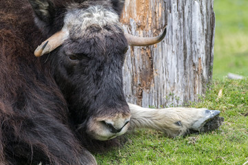 Musk Ox Resting