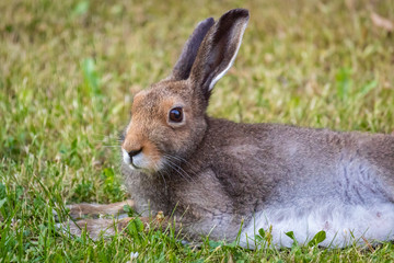 The European rabbit (Oryctolagus cuniculus)