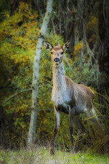 Cute Deer in Wild Life 