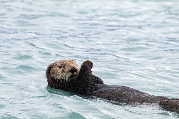 Sea Otter Swimming
