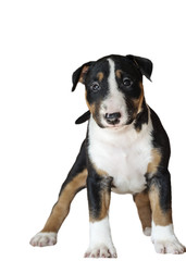 puppy of breed bull terrier color black with red and white