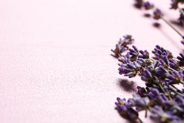 Beautiful lavender on color background