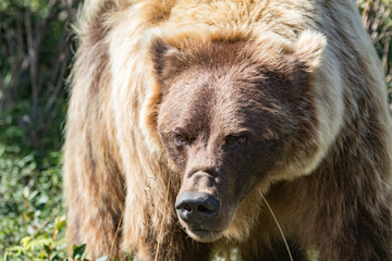 Fototapeta premium Grizzly Bear Close Up