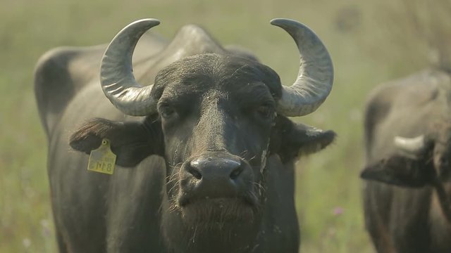 Horned buffalo close-up looking at camera and sniffs
