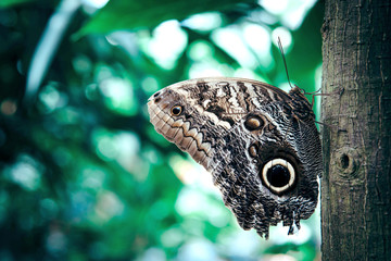Beautiful orange and black butterfly sitting on green leaves.