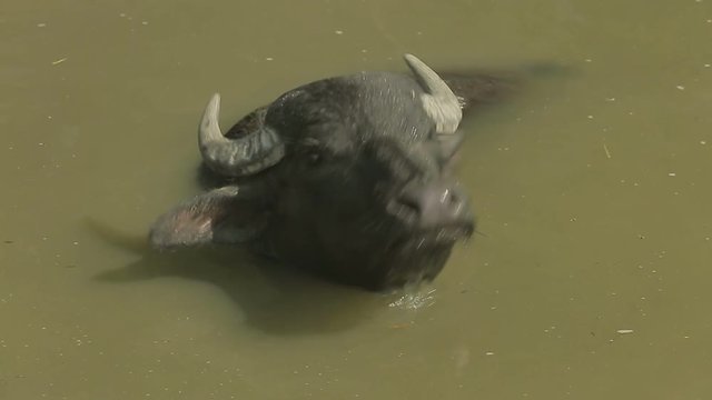 Huge horned male of wild buffalo bathes in a turbid water and close-up