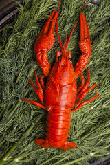 Top view of big red lobster on green fennel background. Products of sea. Food. Beer snacks.