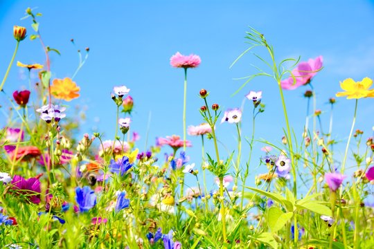 Fototapeta Blumenwiese - Sommerblumen - Wildblumen