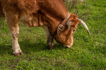 Rude cow on the meadow