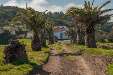 The road to the house under palm trees, Portugal
