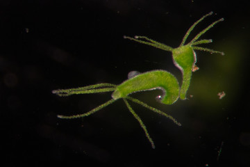 Hydra is a genus of small, fresh-water animals of the phylum Cnidaria and class Hydrozoa under the microscope for education.