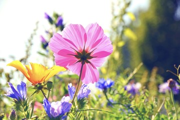 Fototapeta premium Blumenwiese - Sommerblumen - Wildblumen