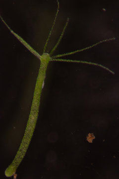 Hydra is a genus of small, fresh-water animals of the phylum Cnidaria and  class Hydrozoa under the microscope for education. Stock Photo | Adobe Stock