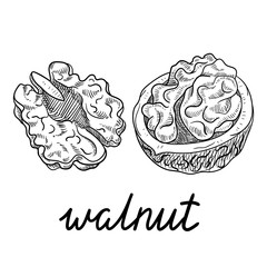 Hand-drawn walnut sketch isolated on white.