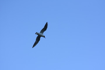 Fototapeta premium Seagull in flight