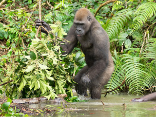 Gorilla in Gabon Endangered eastern gorilla in the beauty of african jungle (Gorilla gorilla)