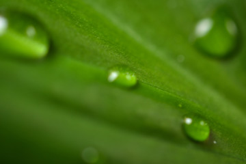 Tropfen auf einer Pflanze