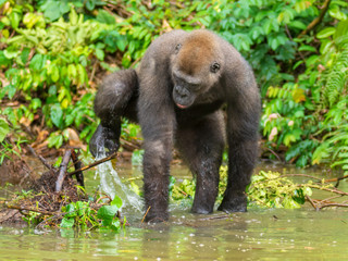 Gorilla in Gabon Endangered eastern gorilla in the beauty of african jungle (Gorilla gorilla)