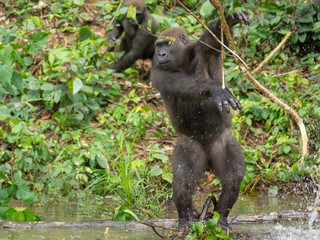 Gorilla in Gabon Endangered eastern gorilla in the beauty of african jungle (Gorilla gorilla)