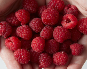 Close-up ripe sweet ripe raspberries in womens hands. Top view