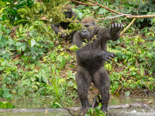 Obraz premium Gorilla in Gabon Endangered eastern gorilla in the beauty of african jungle (Gorilla gorilla)