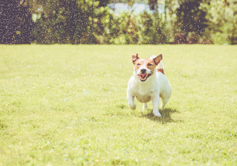 Dog with amusing squinting eyes playing under splashes of garden sprinkles