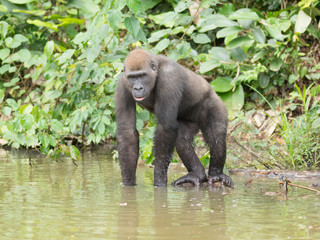 Gorilla in Gabon Endangered eastern gorilla in the beauty of african jungle (Gorilla gorilla)