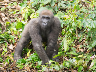 Obraz premium Gorilla in Gabon Endangered eastern gorilla in the beauty of african jungle (Gorilla gorilla)