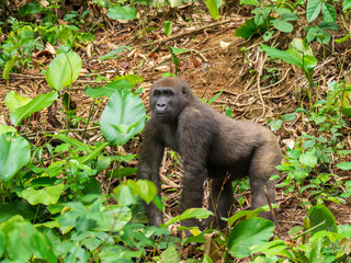 Gorilla in Gabon Endangered eastern gorilla in the beauty of african jungle (Gorilla gorilla)