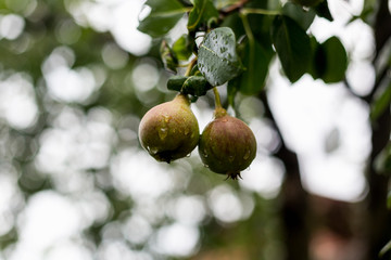 A green pear on a tree after a rain in droplets of dew.