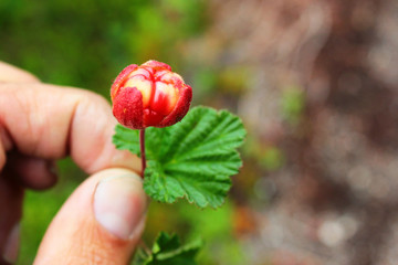 Hand holding a cloudberry (Rubus chamaemorus)