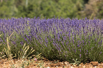 Lavender field in Provence, near Sault, France