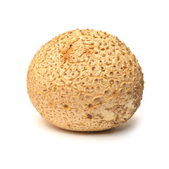 Scleroderma citrinum mushroom