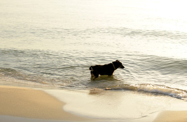 The dog walked happily on the beach in morning at the seaside