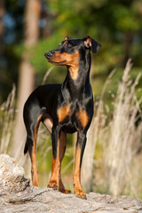 Deutscher Pinscher steht auf einem Fels am Waldrand