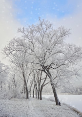 Fototapeta na wymiar Winter landscape in the city park.