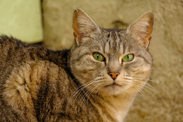 Chat gris tigré avec des yeux vertes assis dans la rue.	