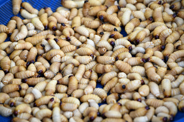 Worms can be used to cook food and nutritious and popularization of some groups in the country