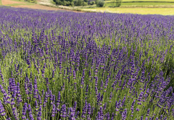  the blooming lavender flowers in Provence, near Sault, France