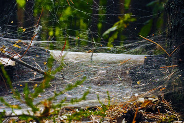 cobwebs on the grass and the branches in the forest,