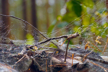 cobwebs on the grass and the branches in the forest,