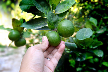 Asian green lemon tree.