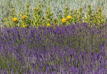  the flourishing lavender and yellow star-thistle flowers