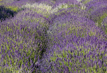  the blooming lavender flowers in Provence, near Sault, France