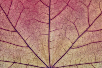 Naklejka na ściany i meble autumn maple leaf macro, leaves texture background, beautiful nature, yellow-red autumn background